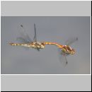 Sympetrum striolatum - Grosse Heidelibelle 00b.jpg